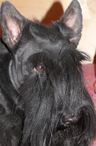 Trop belle pour toi of Nice Moon Story