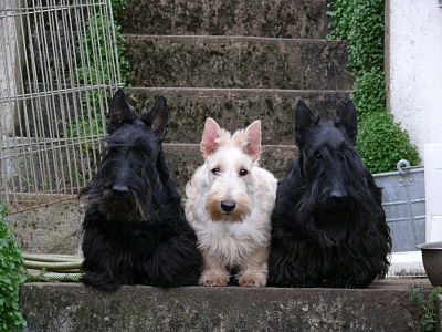 Ormone du domaine du Bois Colin