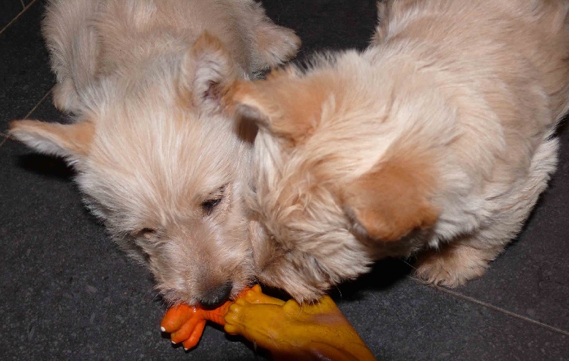 Chiots