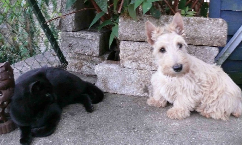Chiots portée 2009